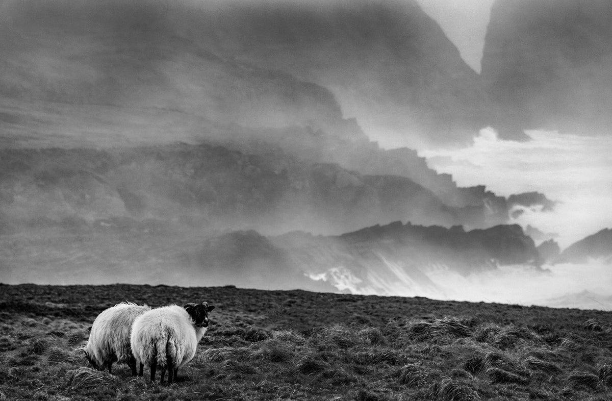 Two sheep