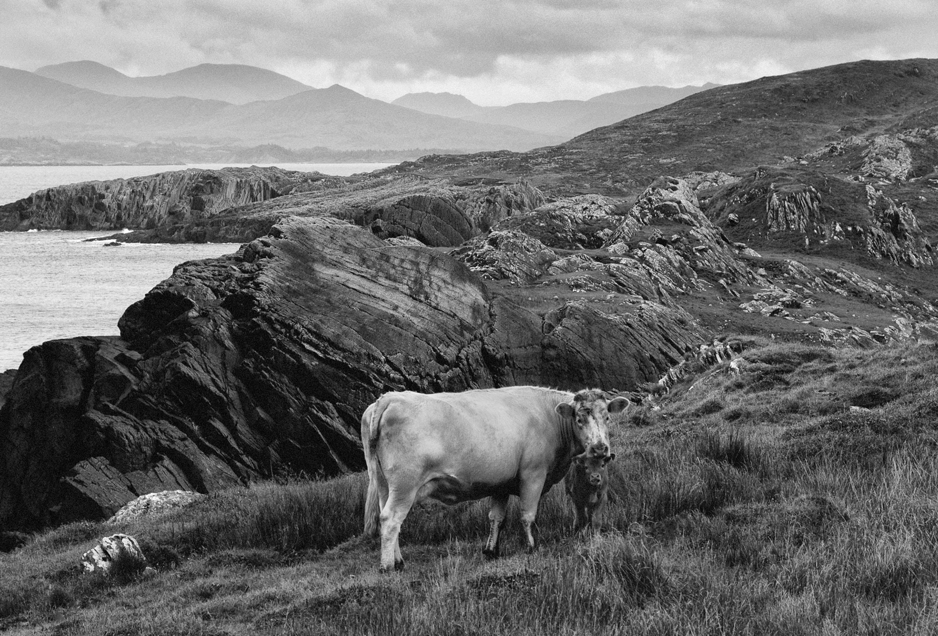 Cow Beara Peninsula West Cork 2019