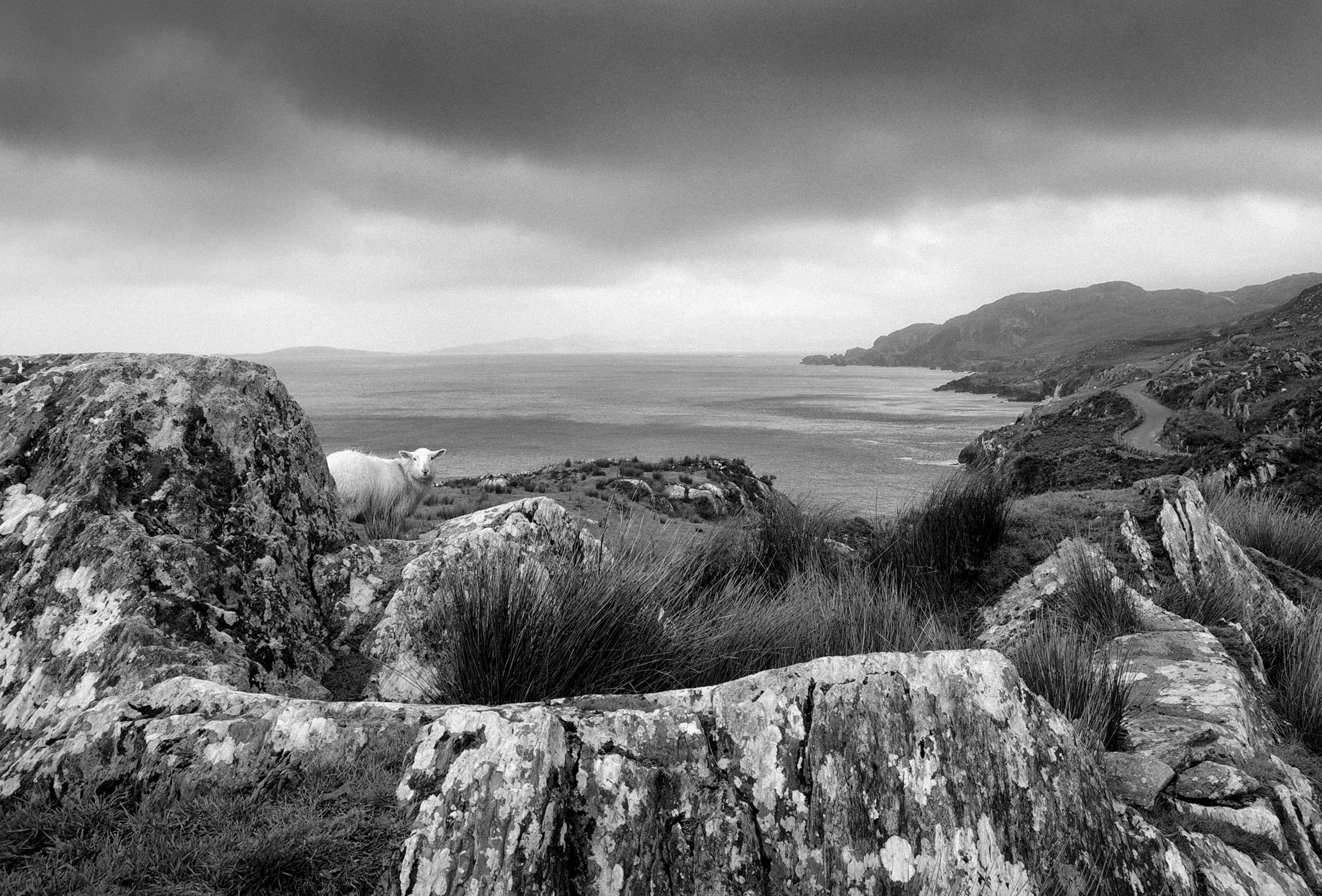 Sheep Beara Peninsula West Cork 2008