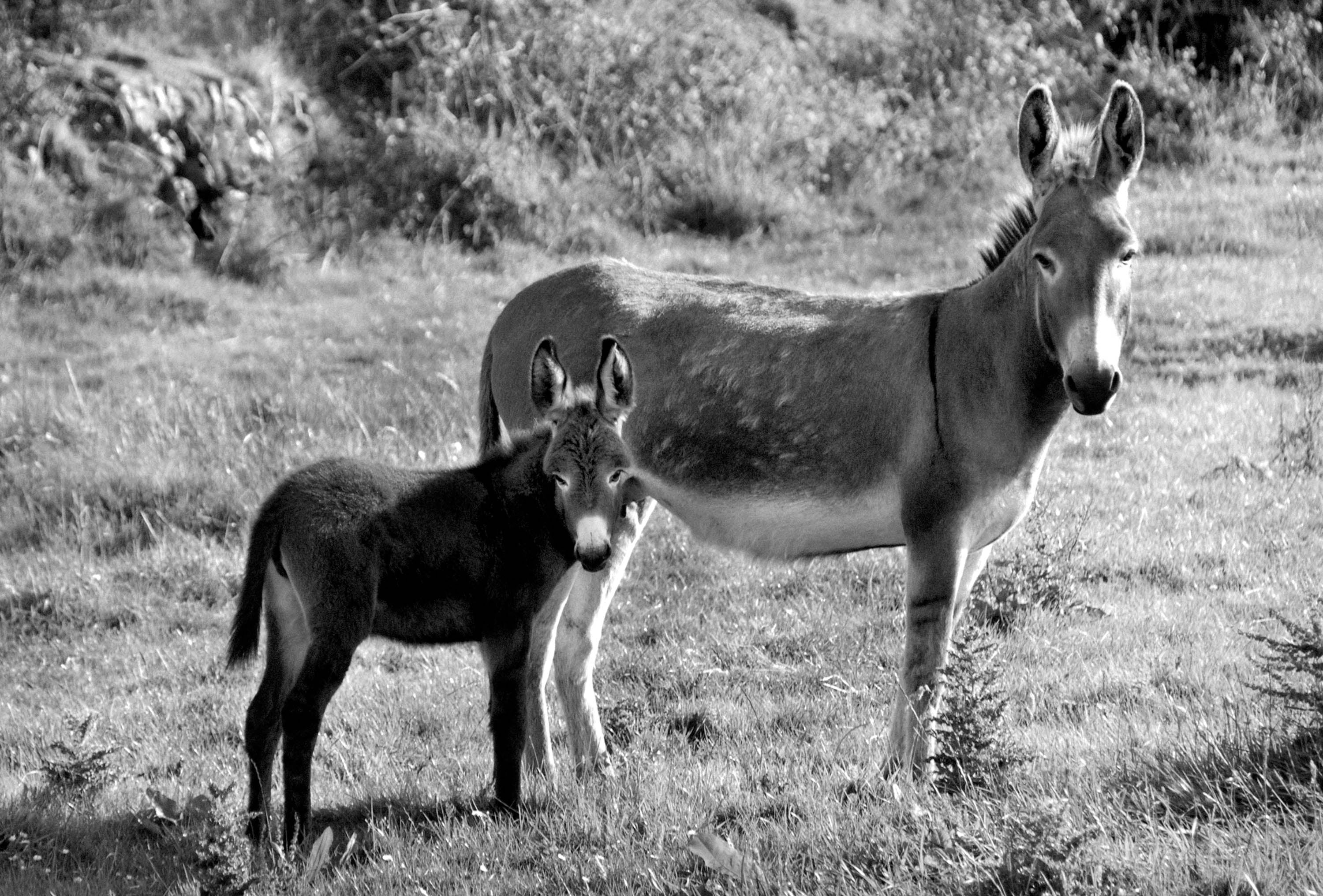 Two Donkeys West Cork Ireland 2007