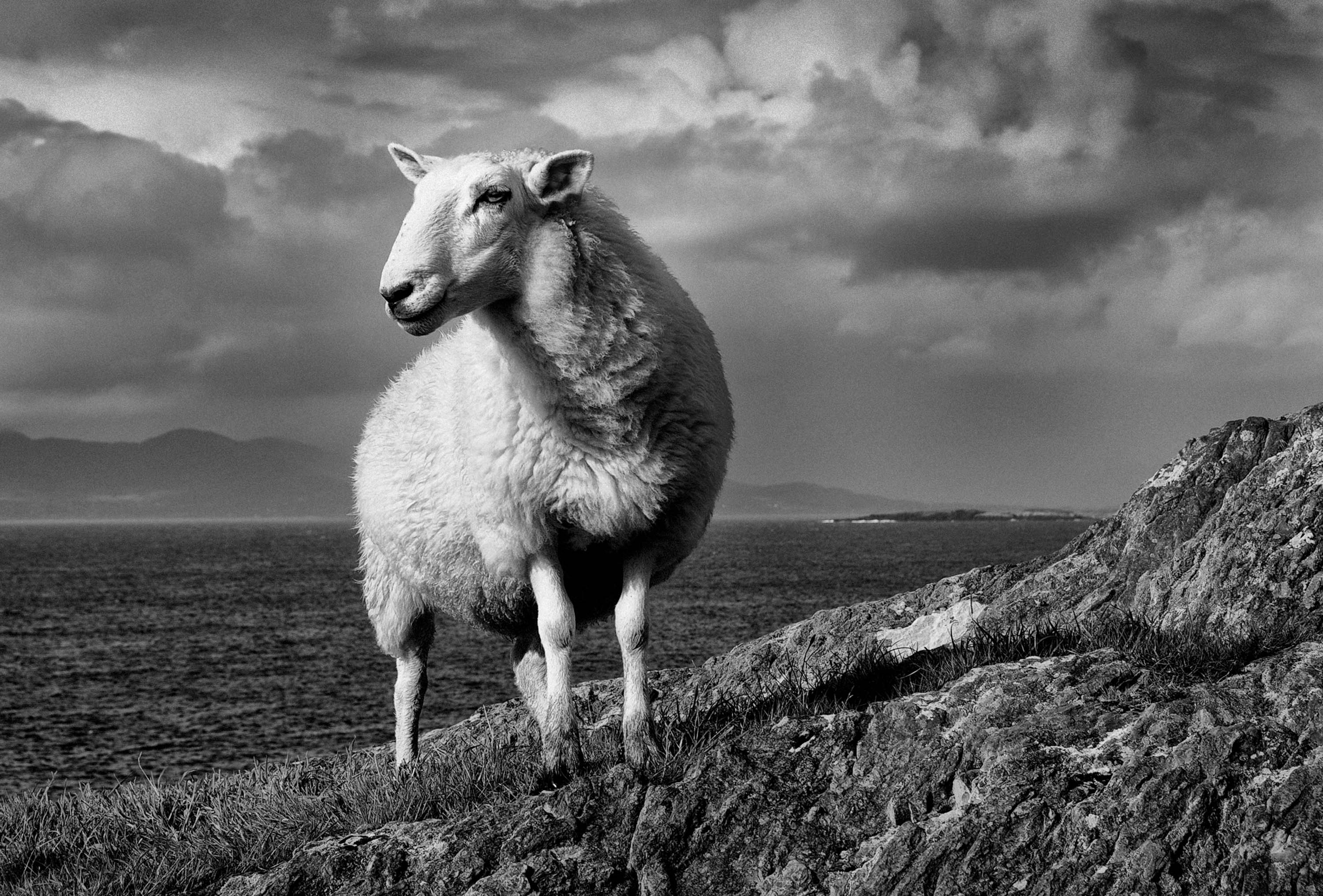 West Cork Sheep Ireland 2008