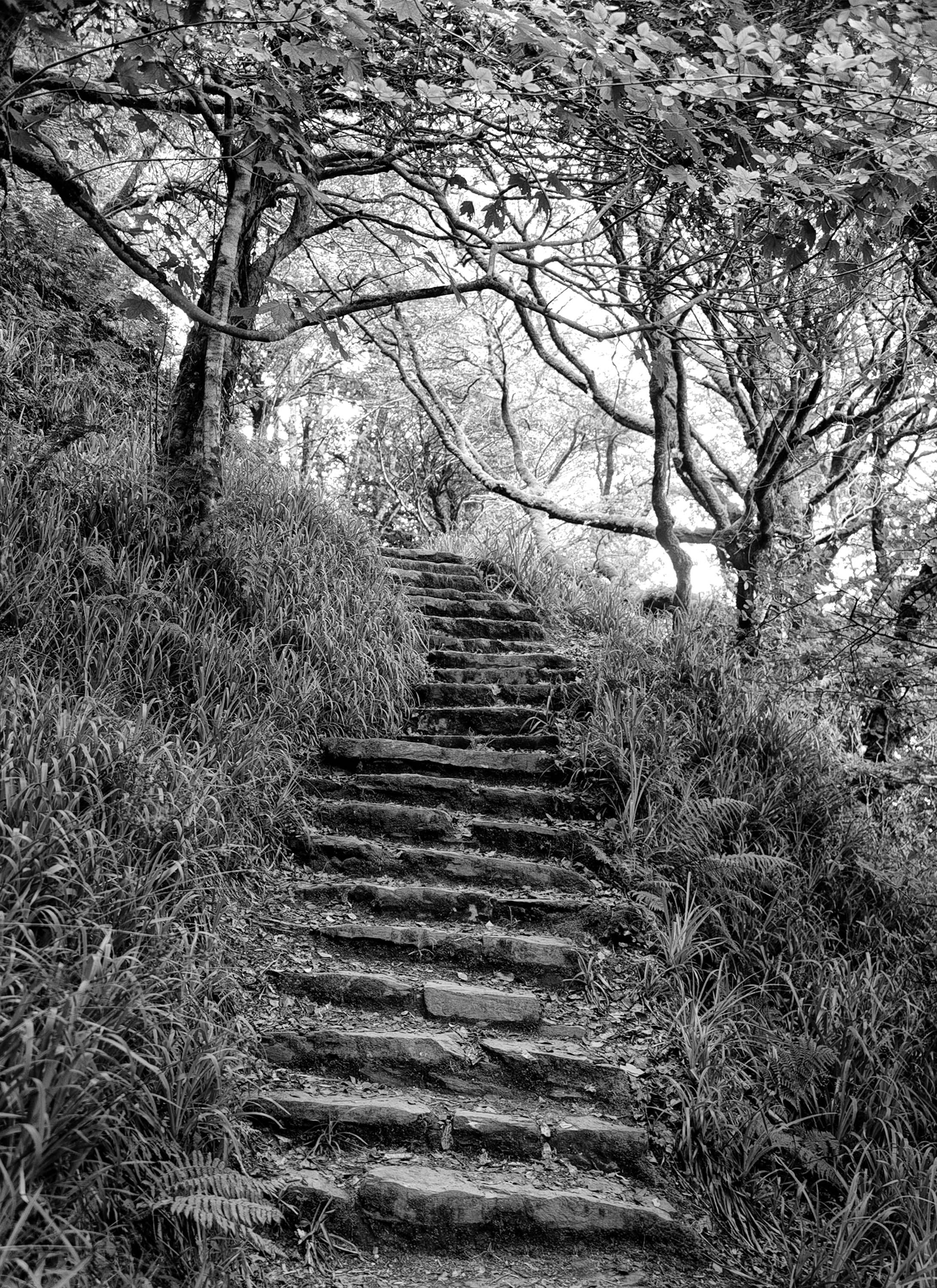 Lough Hyne steps, West Cork 2014 Ireland