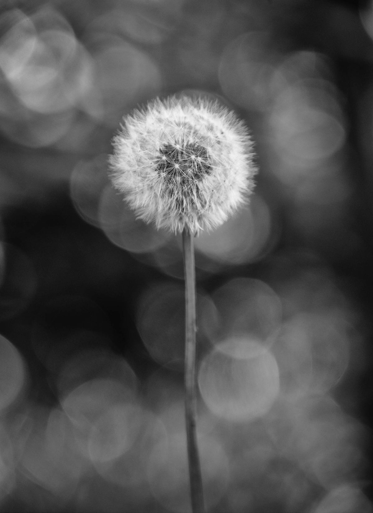 Flora West Cork 2014 Ireland