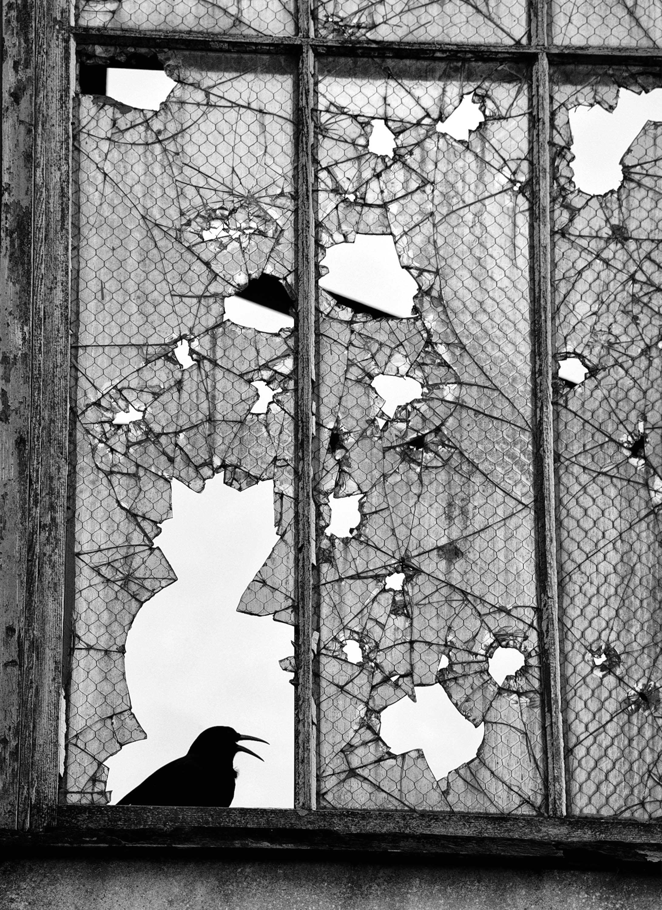 Cat & Crow, West Cork 2014 Ireland