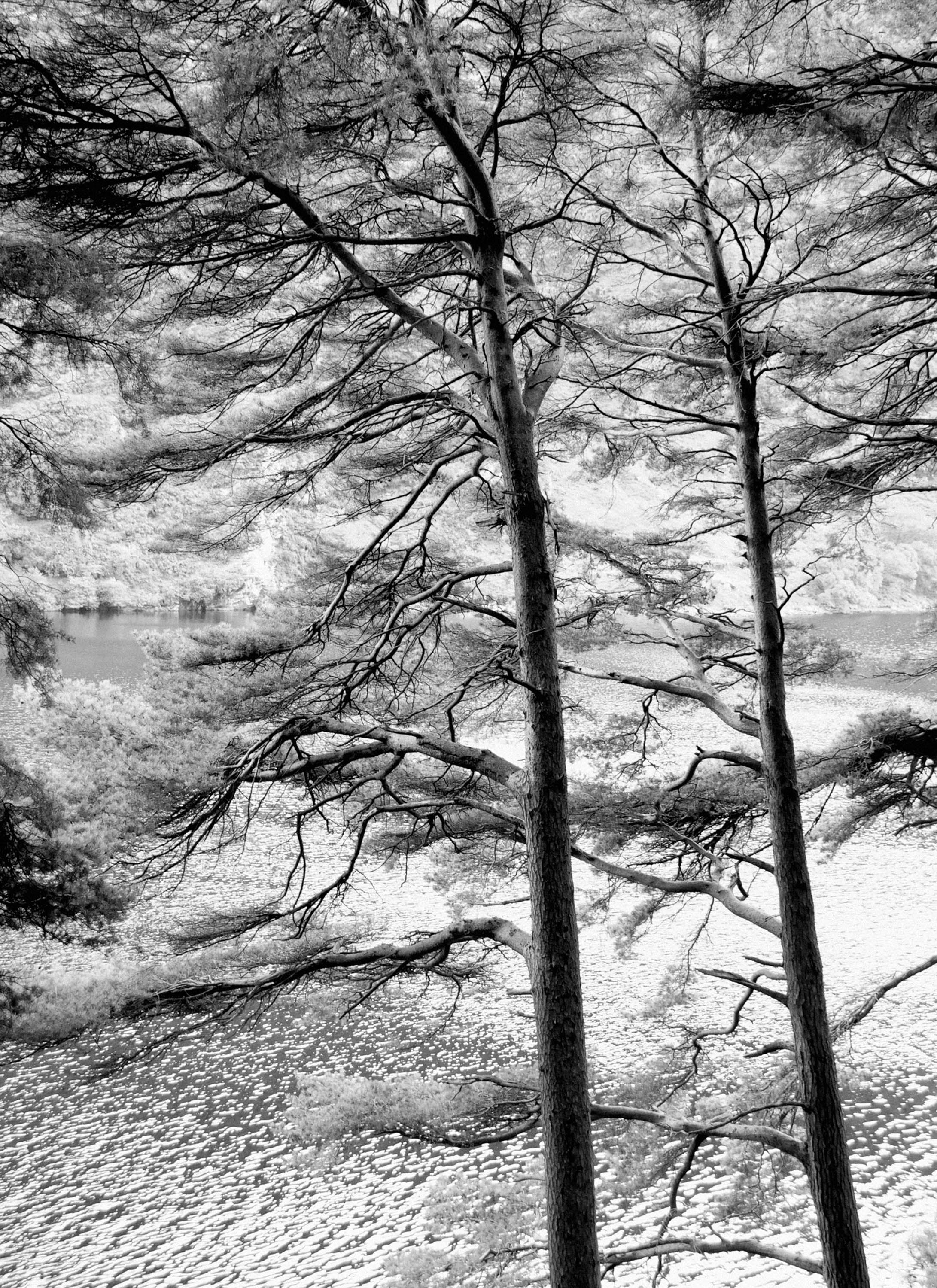 Wicklow