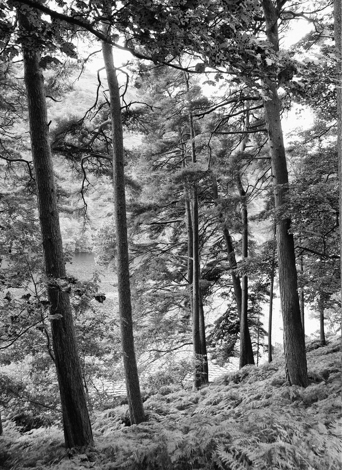 Wicklow 