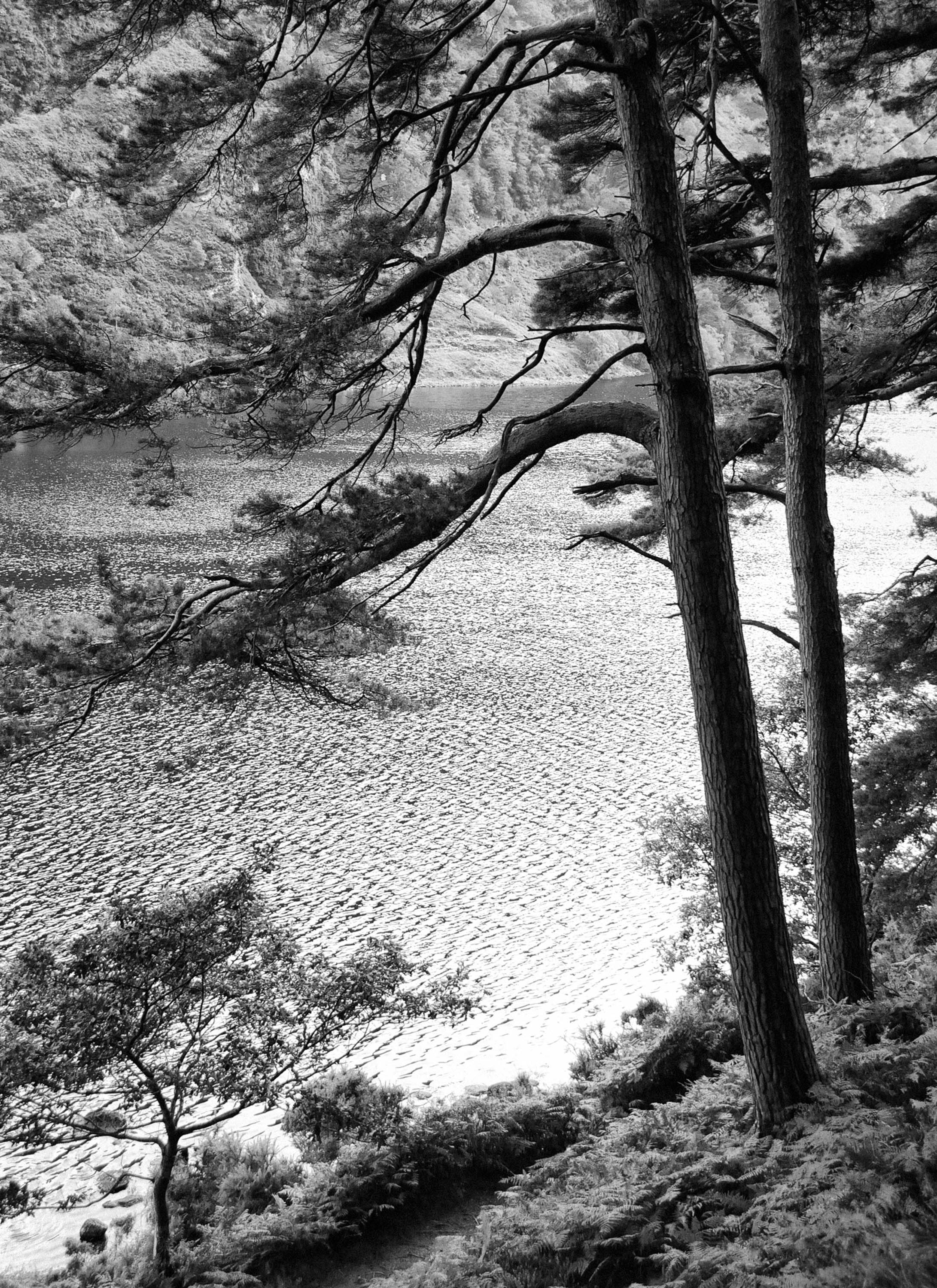 Glendalough trees