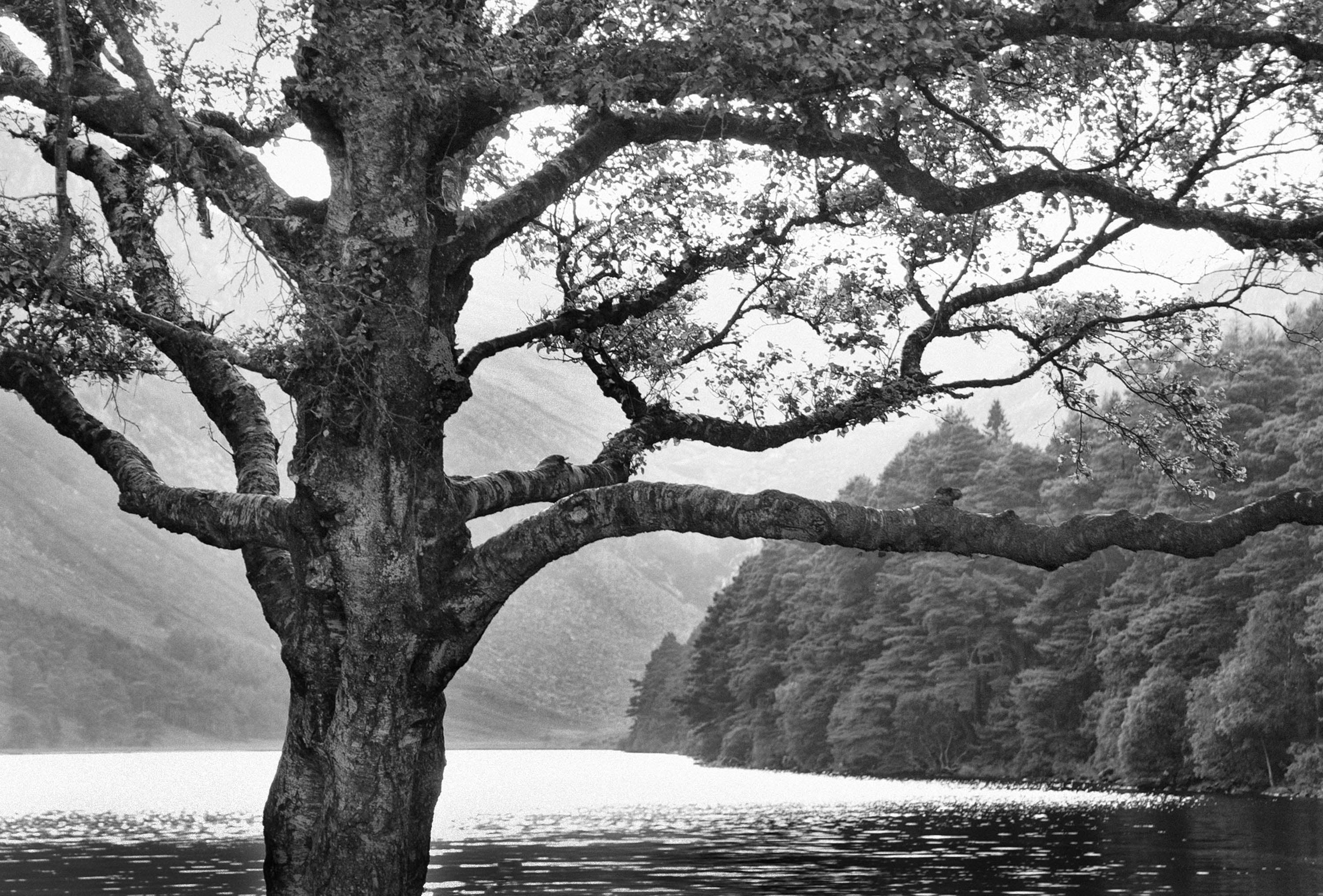 Wicklow Trees 