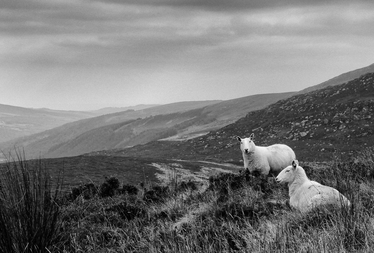Wicklow Sheep