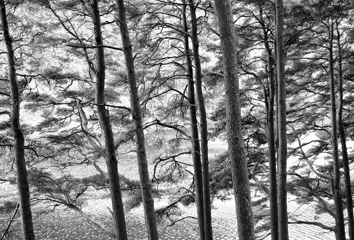 Wicklow Trees