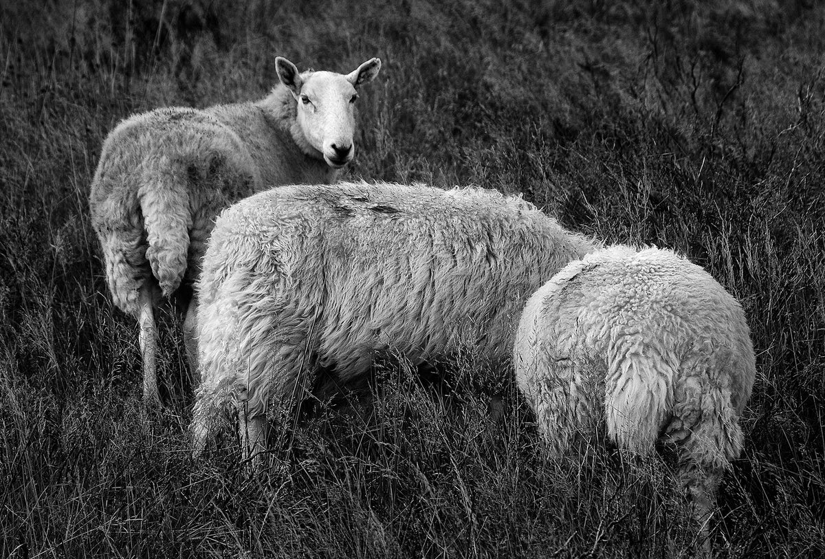 Wicklow Sheep