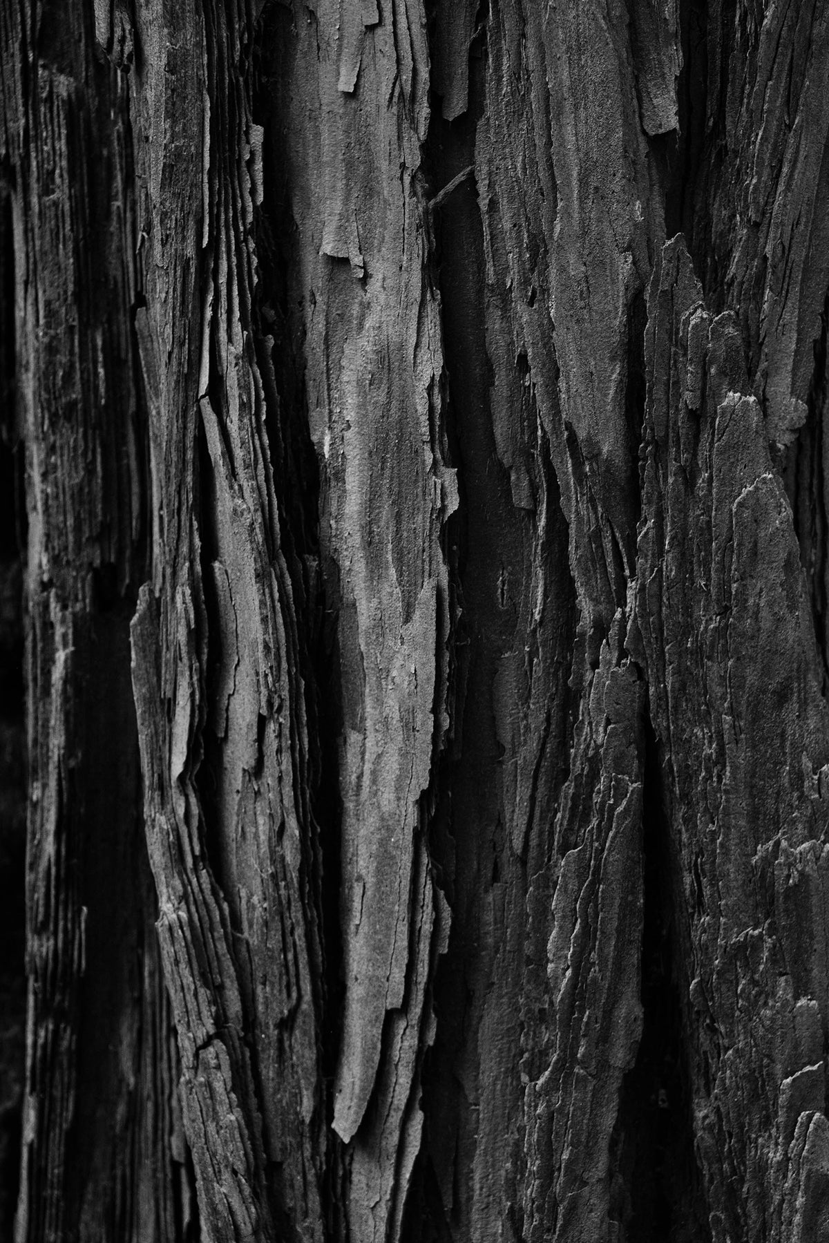 Burnt Bark