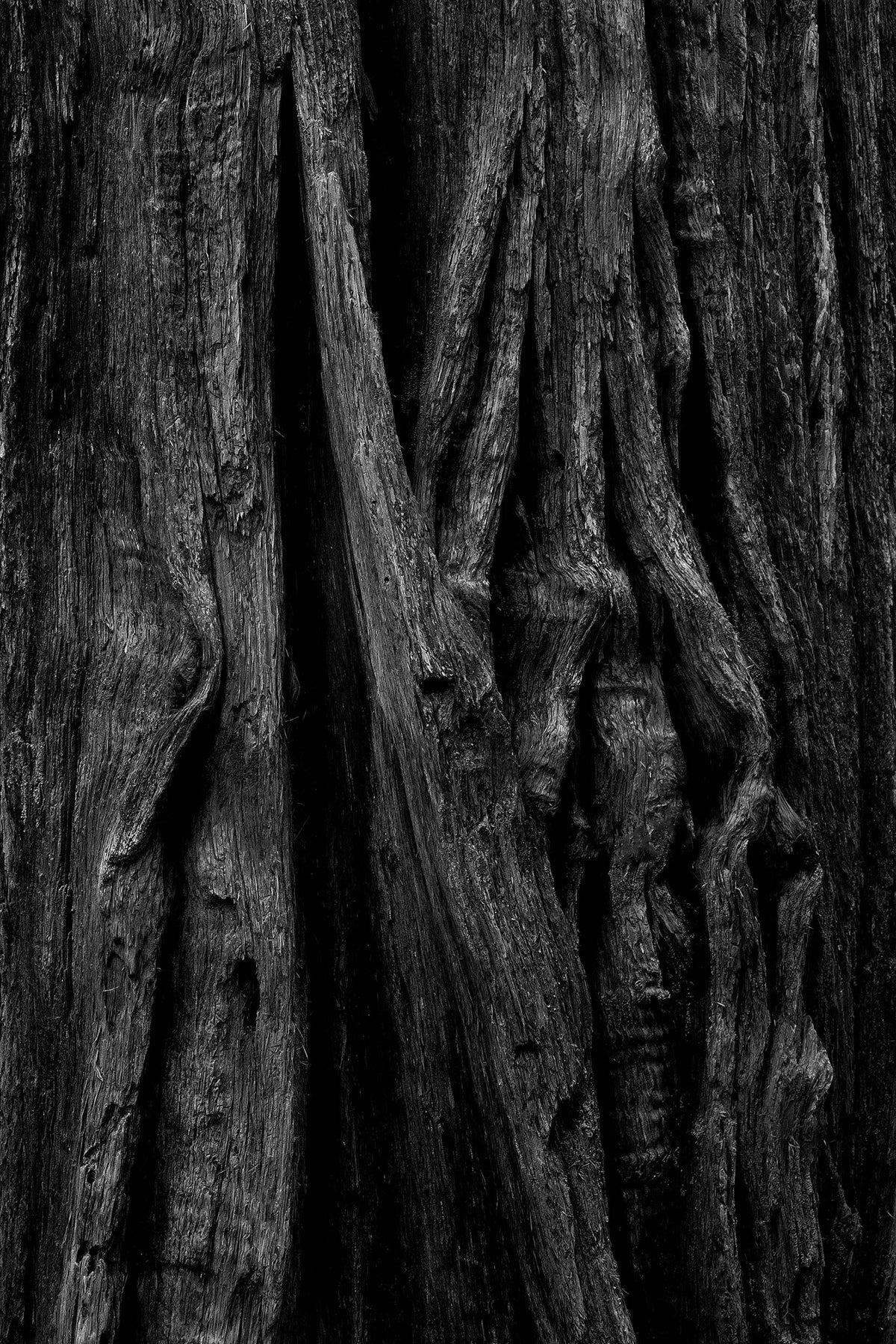 Tree Bark