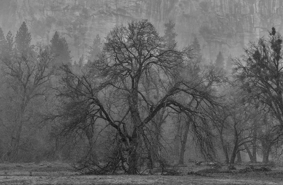 Yosemite Trees