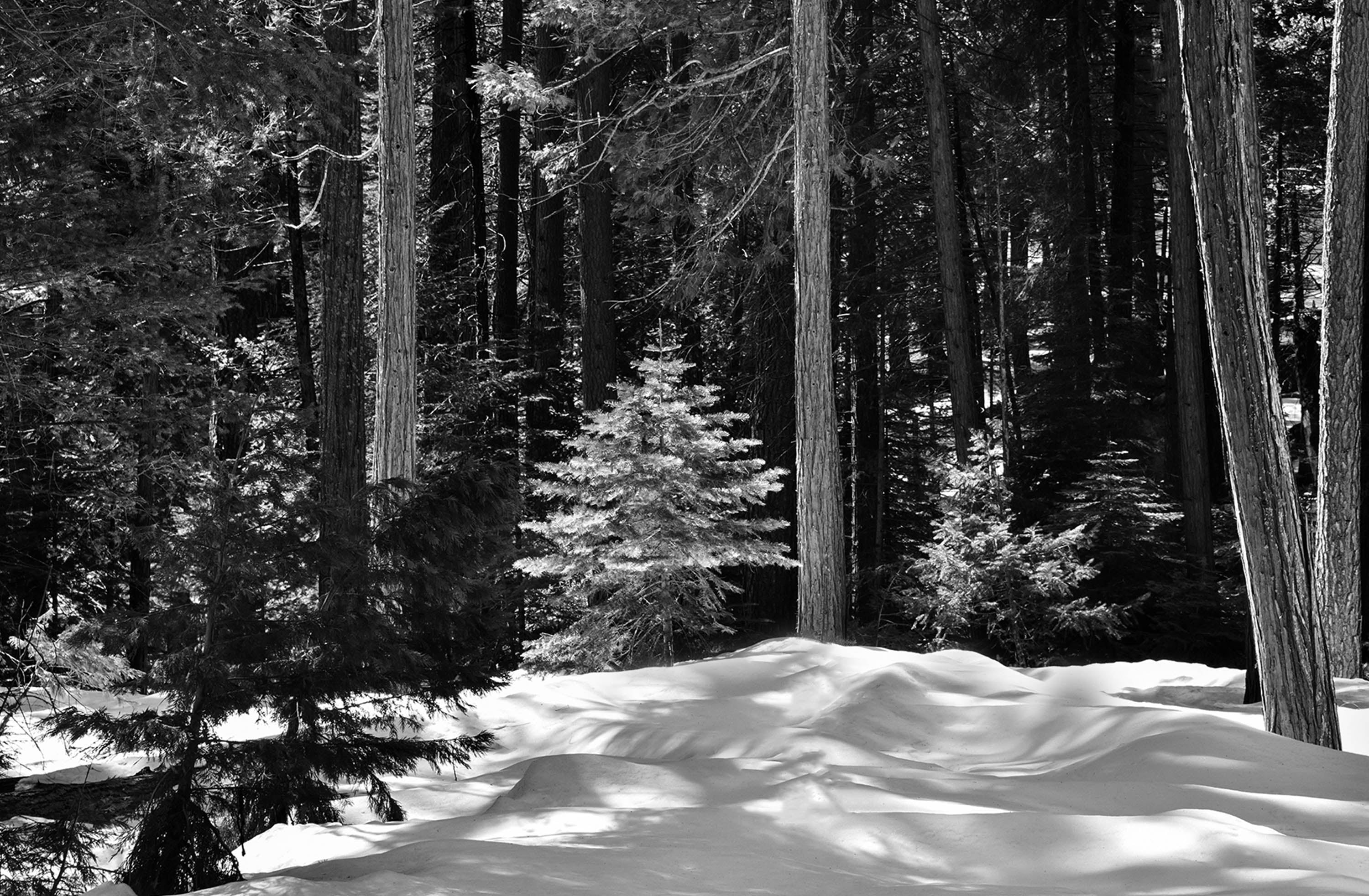 The Remains of Winter