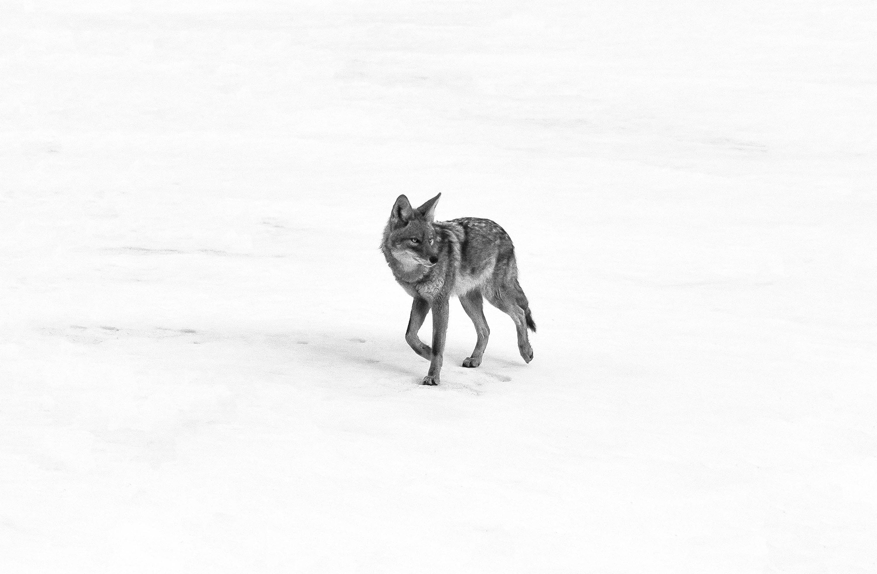 Coyote