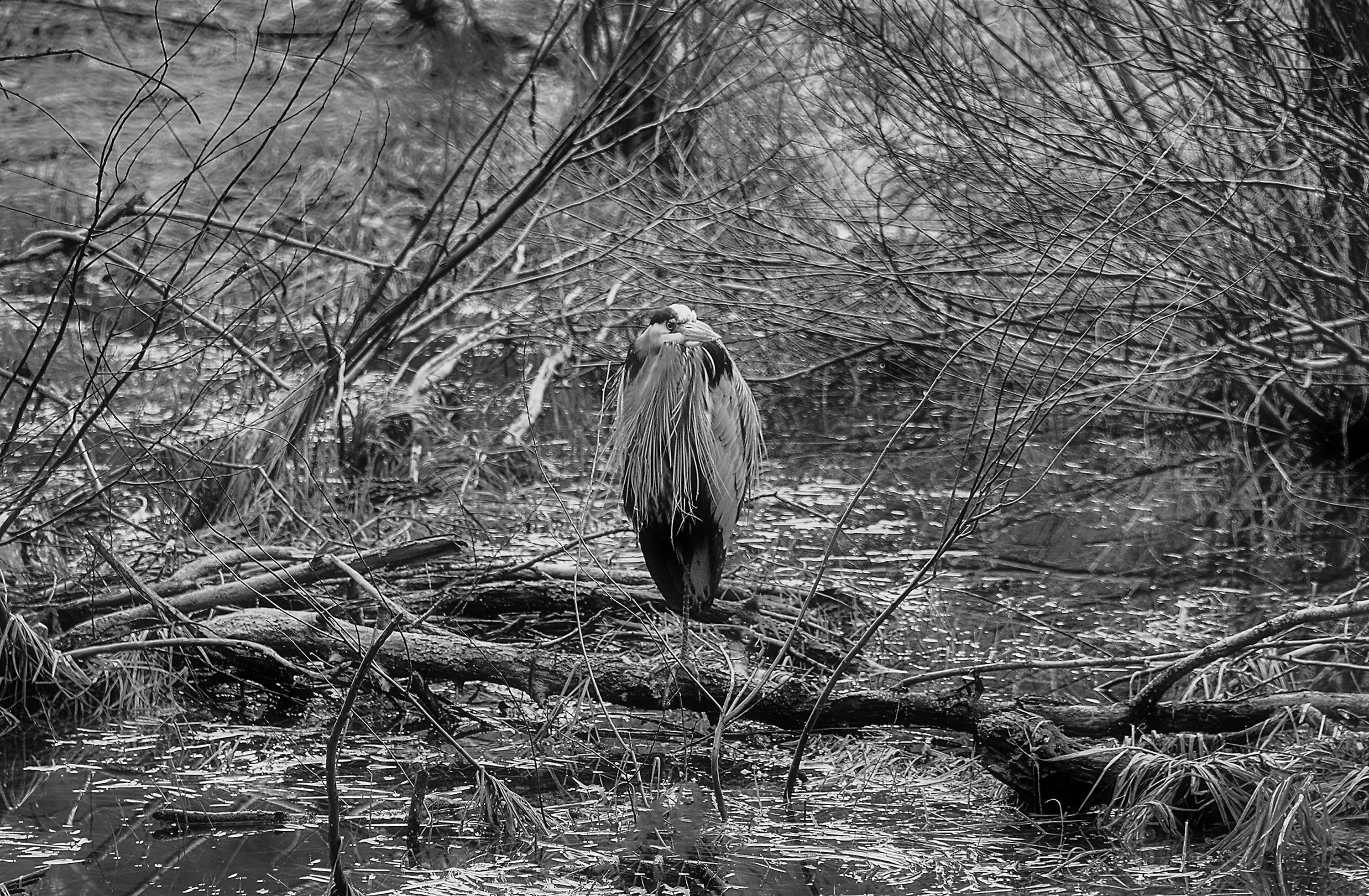 Yosemite Wildlife