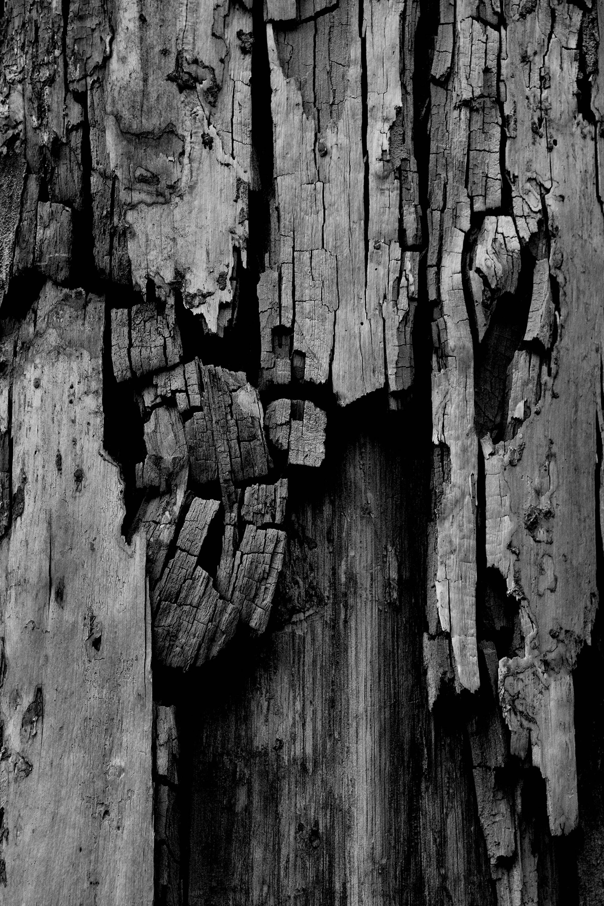 Tree Bark