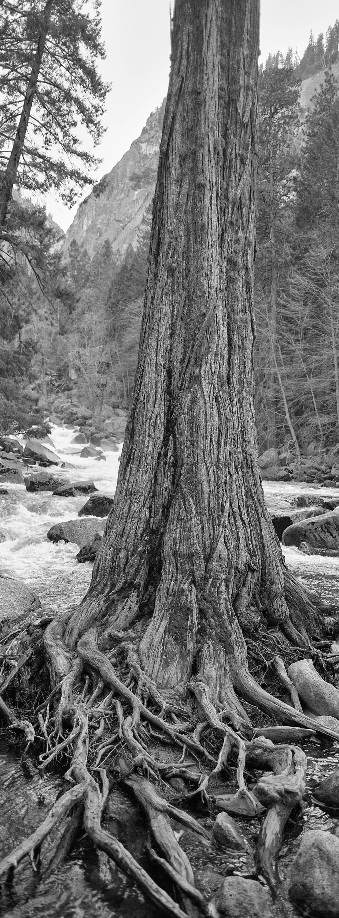 Trees & Roots