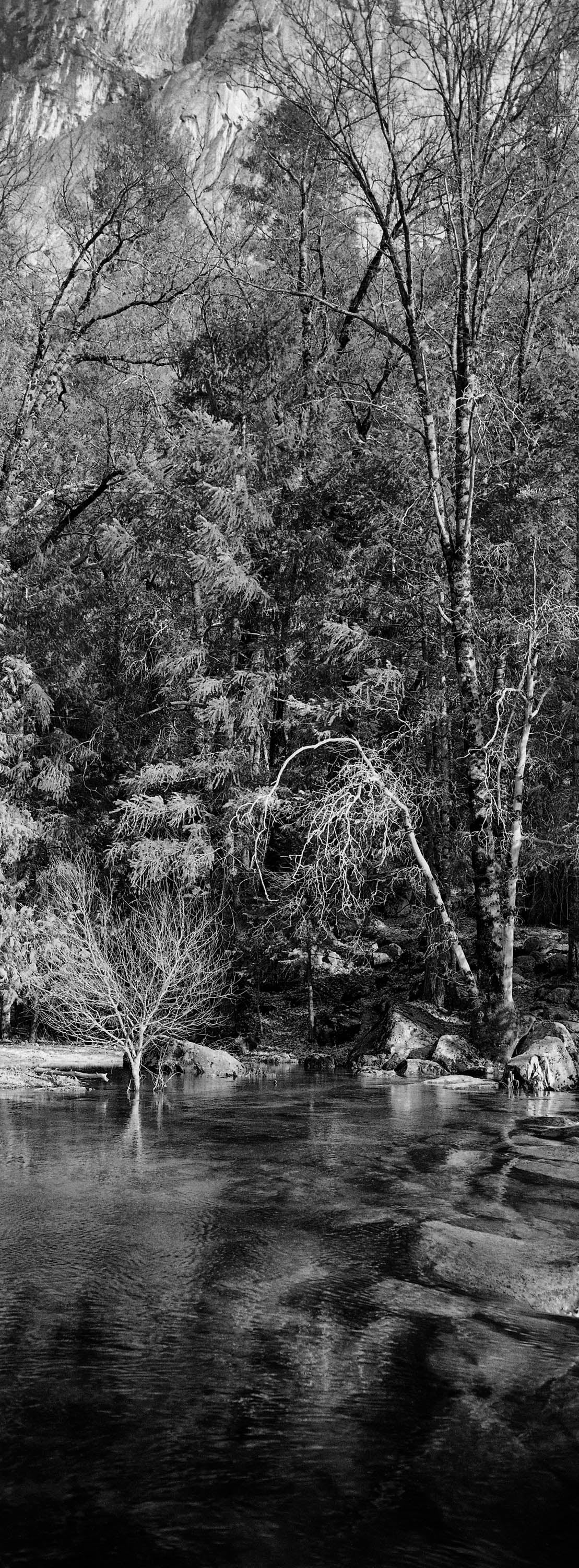 River & Trees