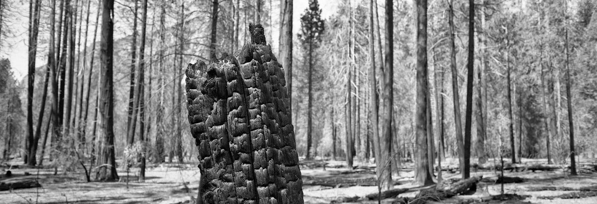 Burnt Wood