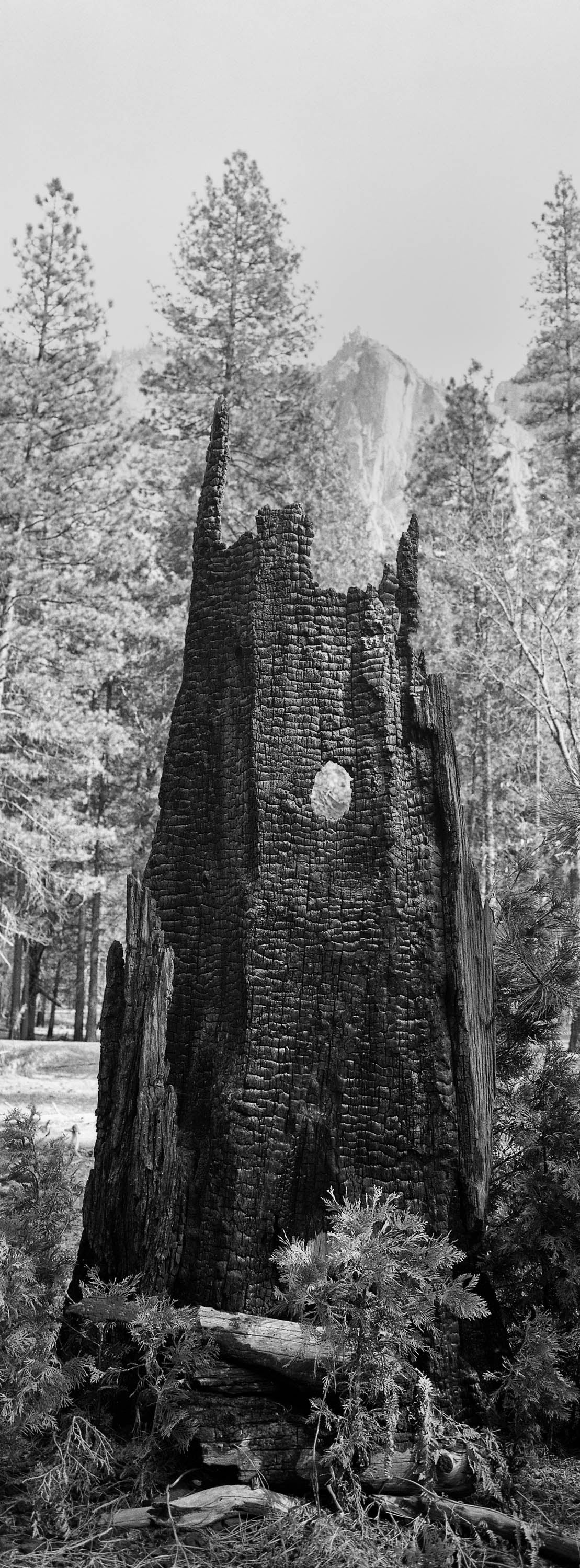 Burnt Wood