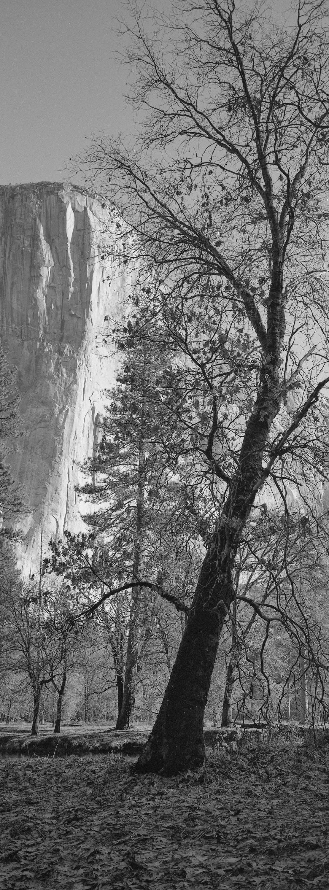 The Dawn Walls tree