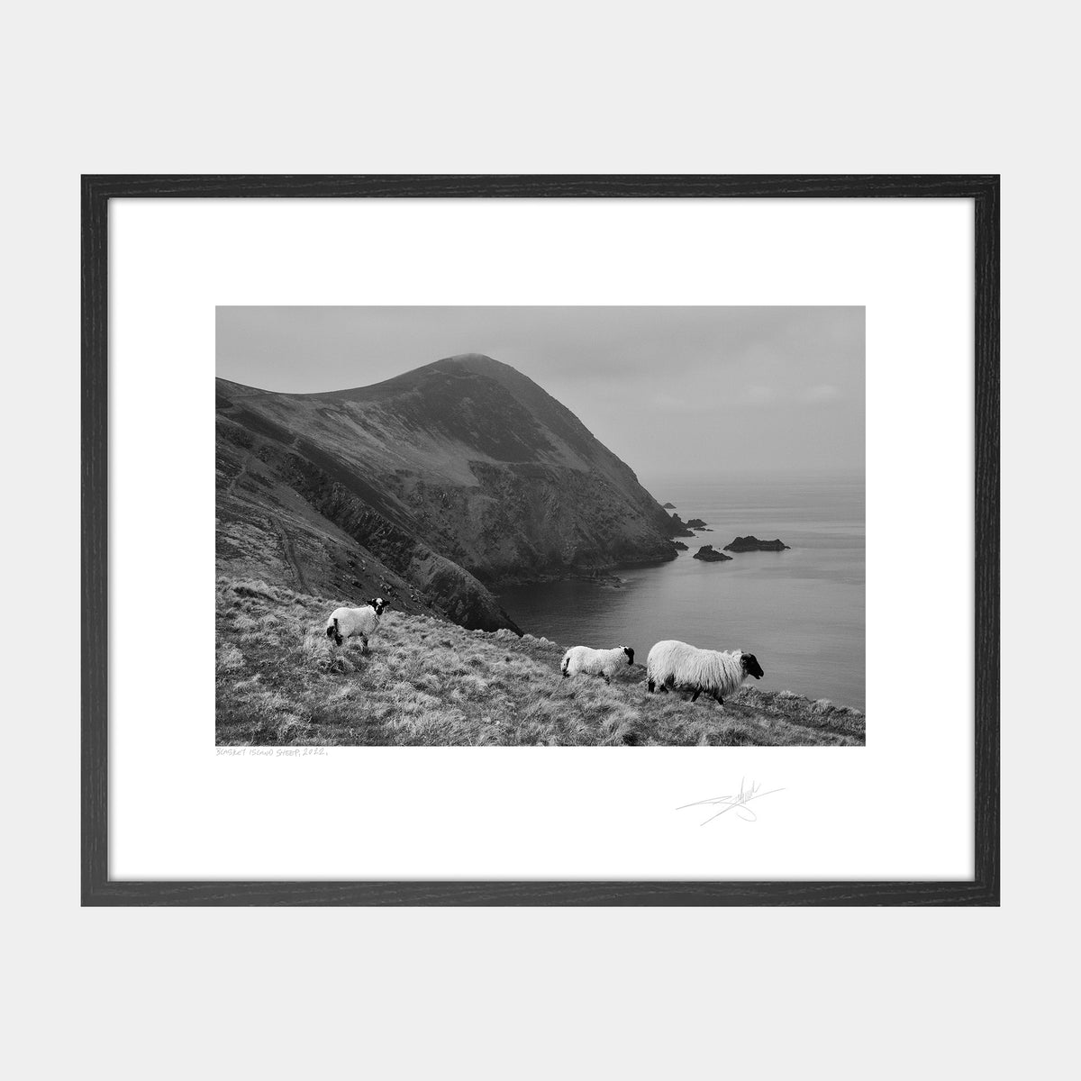 Blasket Island Sheep