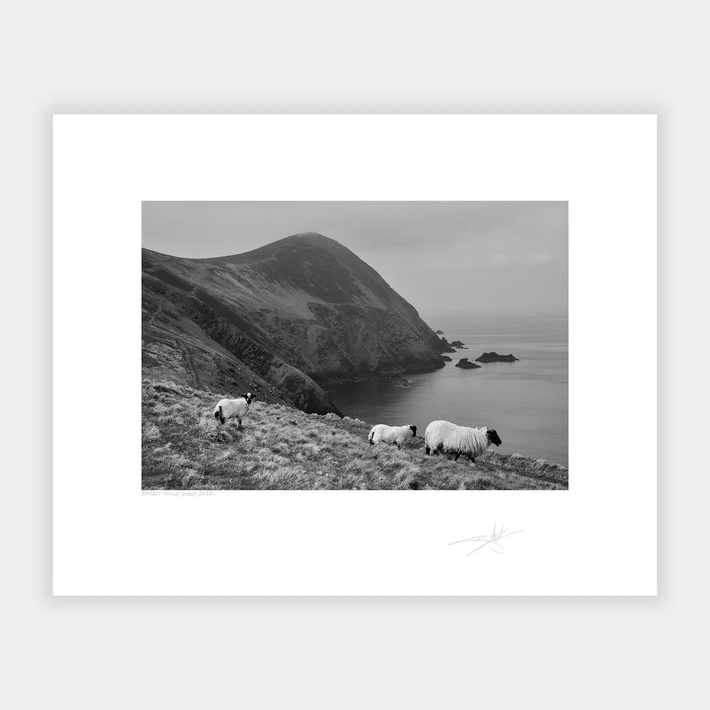 Blasket Island Sheep