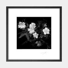 Load image into Gallery viewer, Irish Wild Flowers