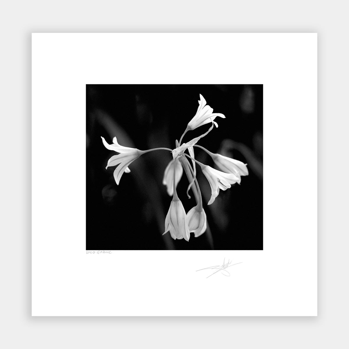 Wild Garlic