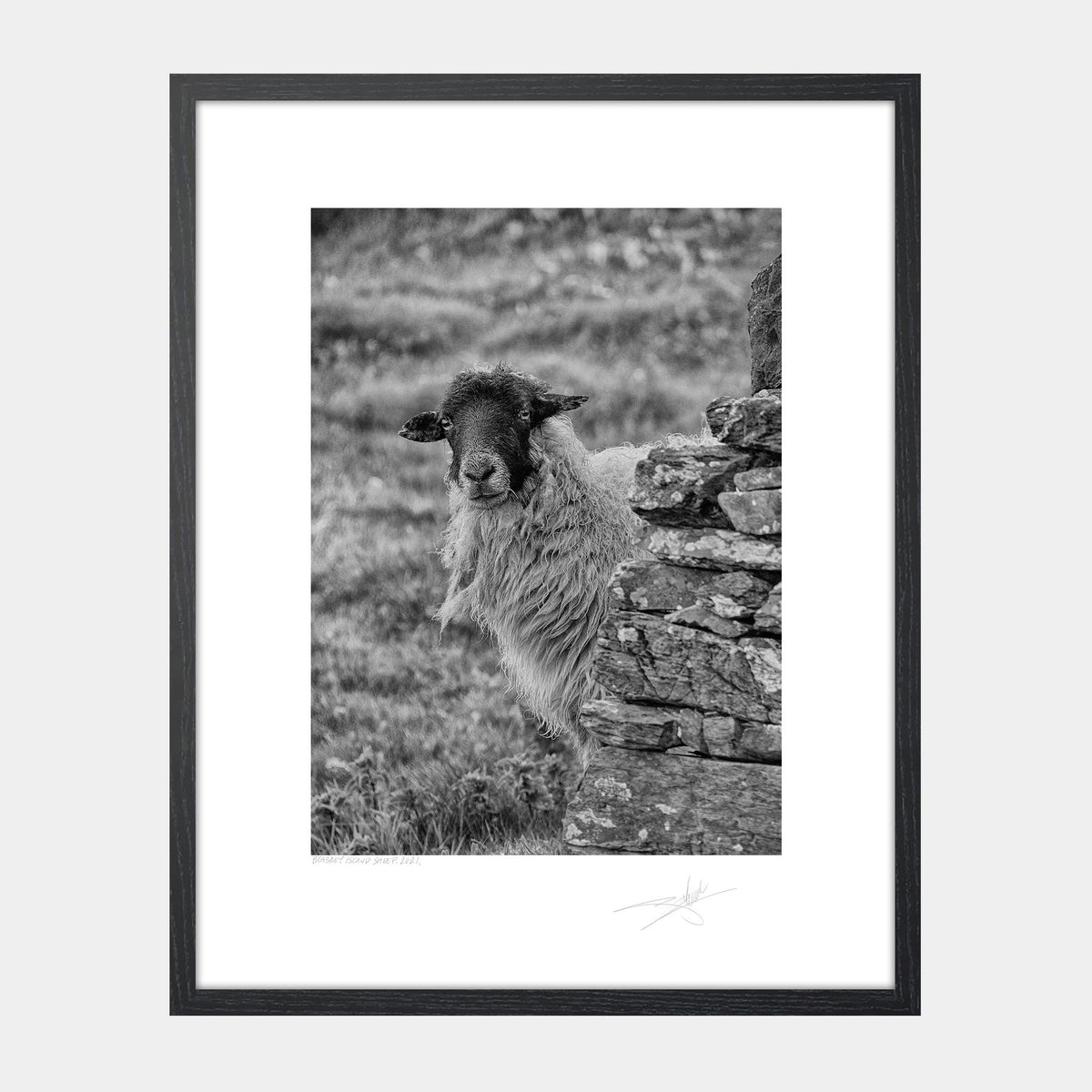Blasket Island Sheep