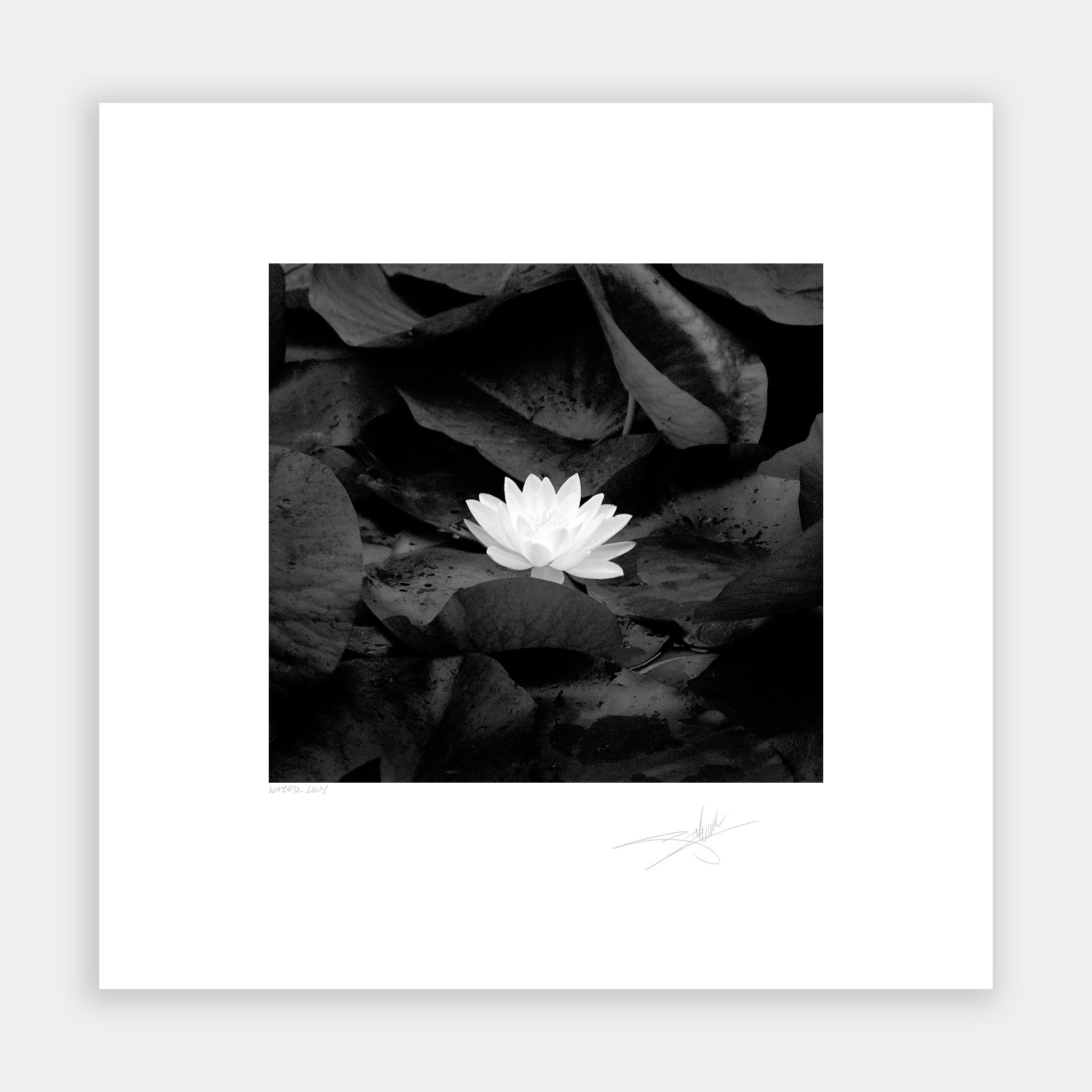 Water Lily