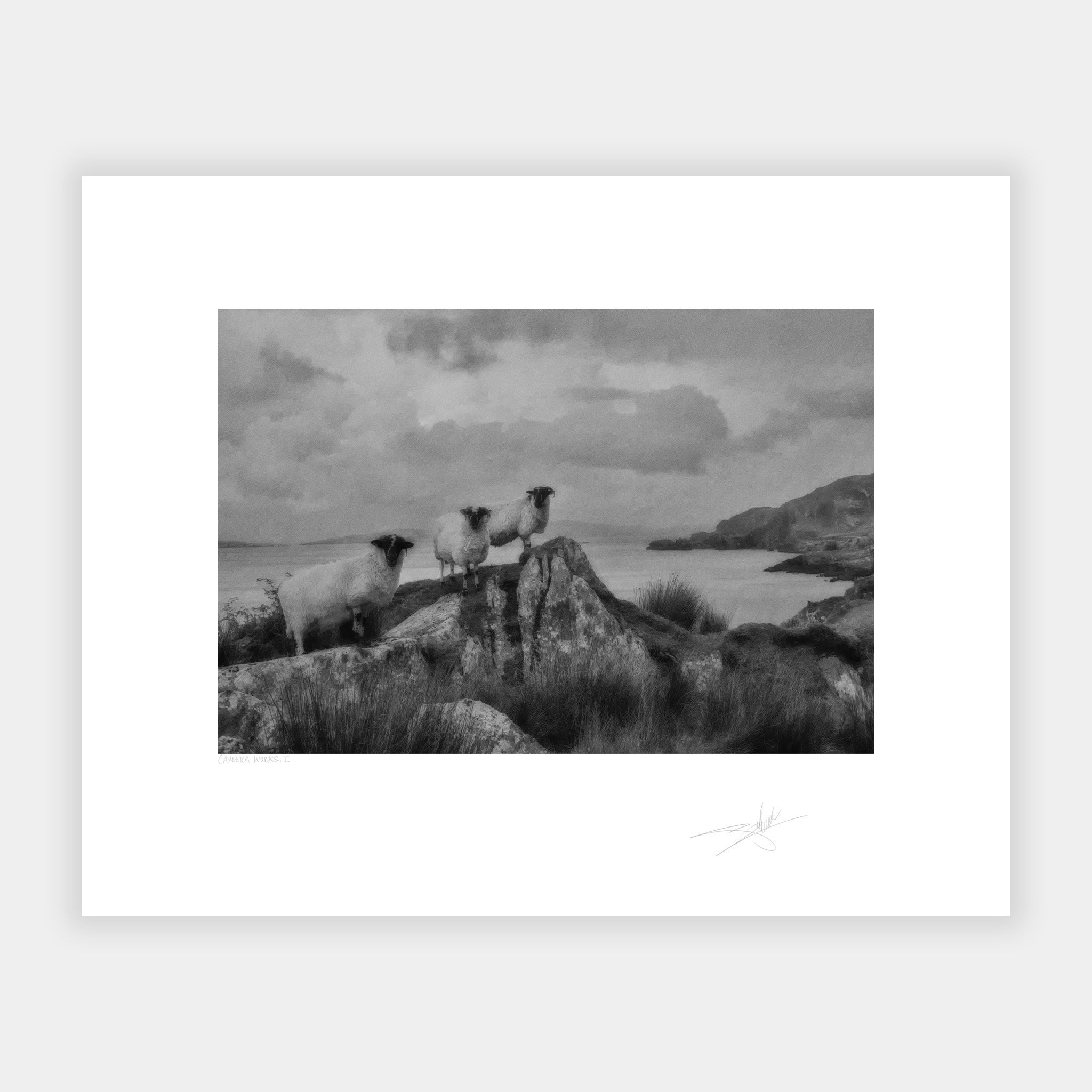 Three Sheep, Beara Peninsula