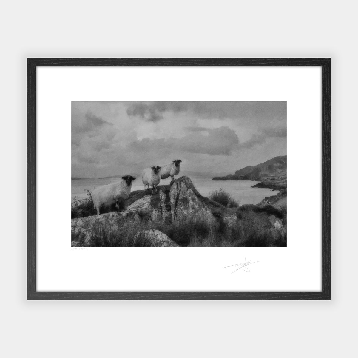 Three Sheep, Beara Peninsula