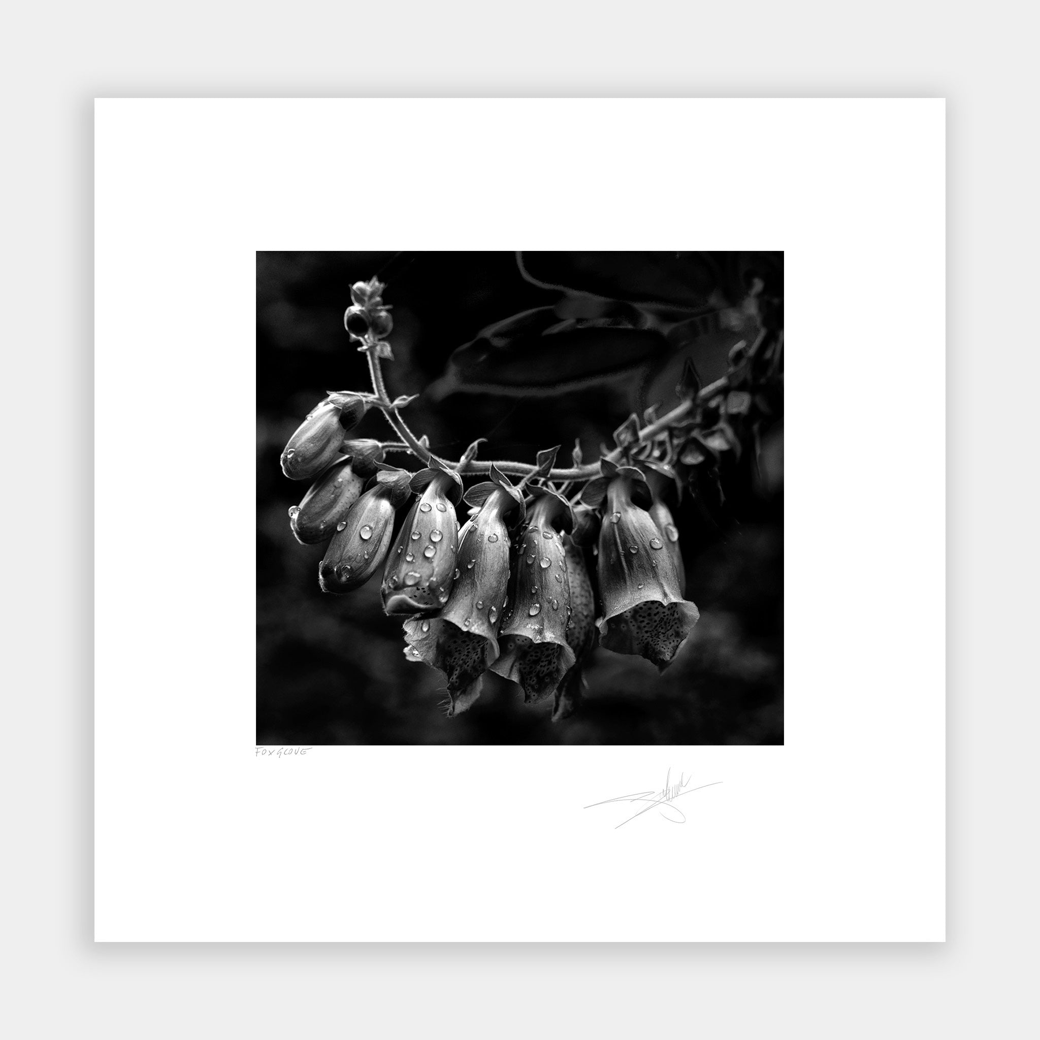 Foxglove