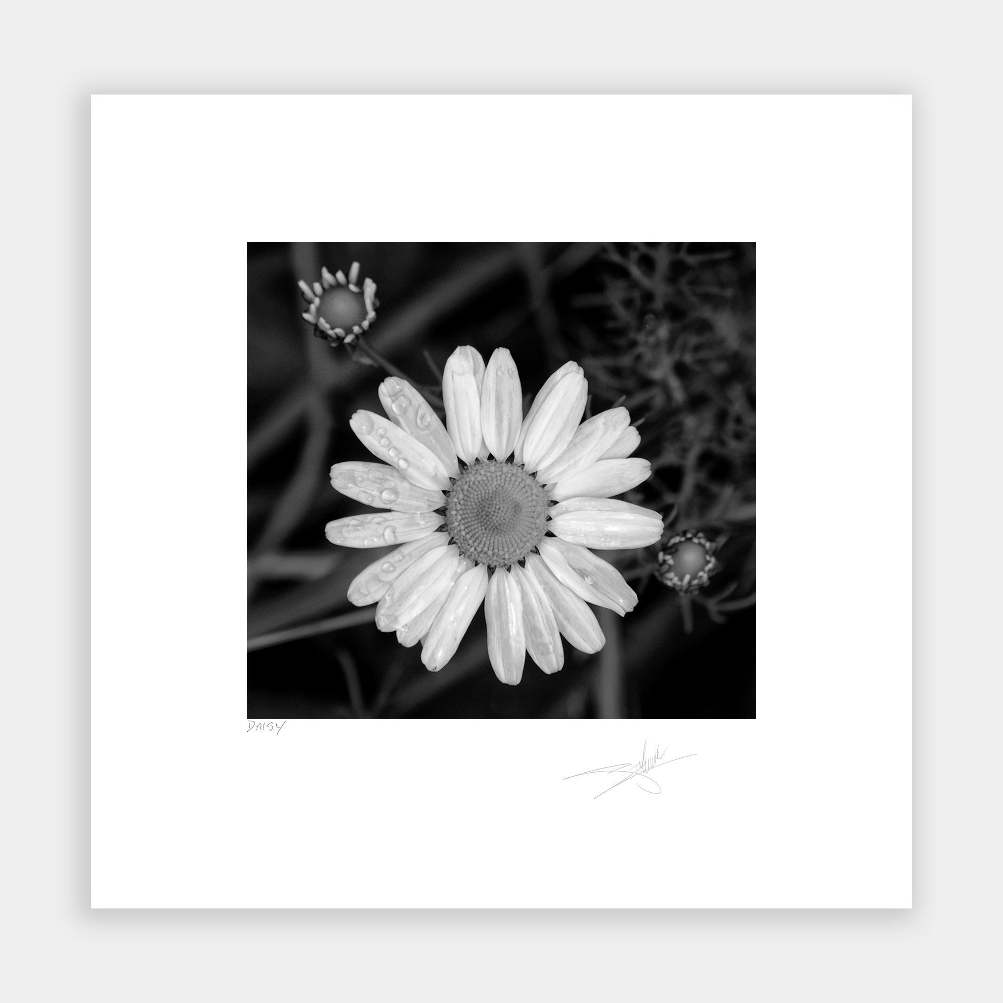 Daisy