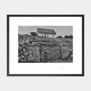 Donkey, Aran Islands