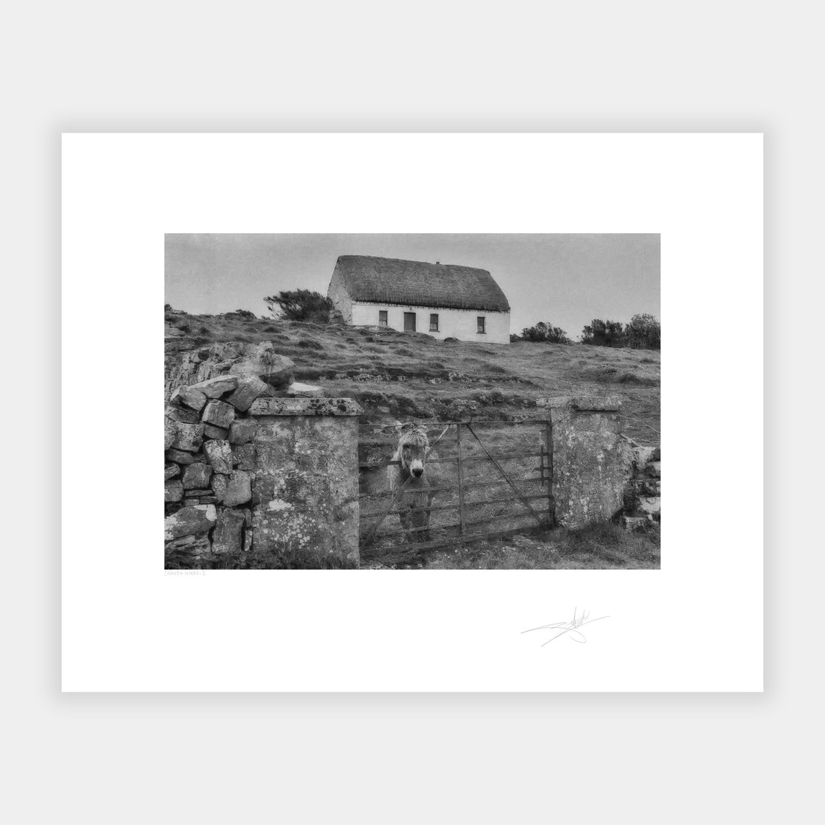 Donkey, Aran Islands