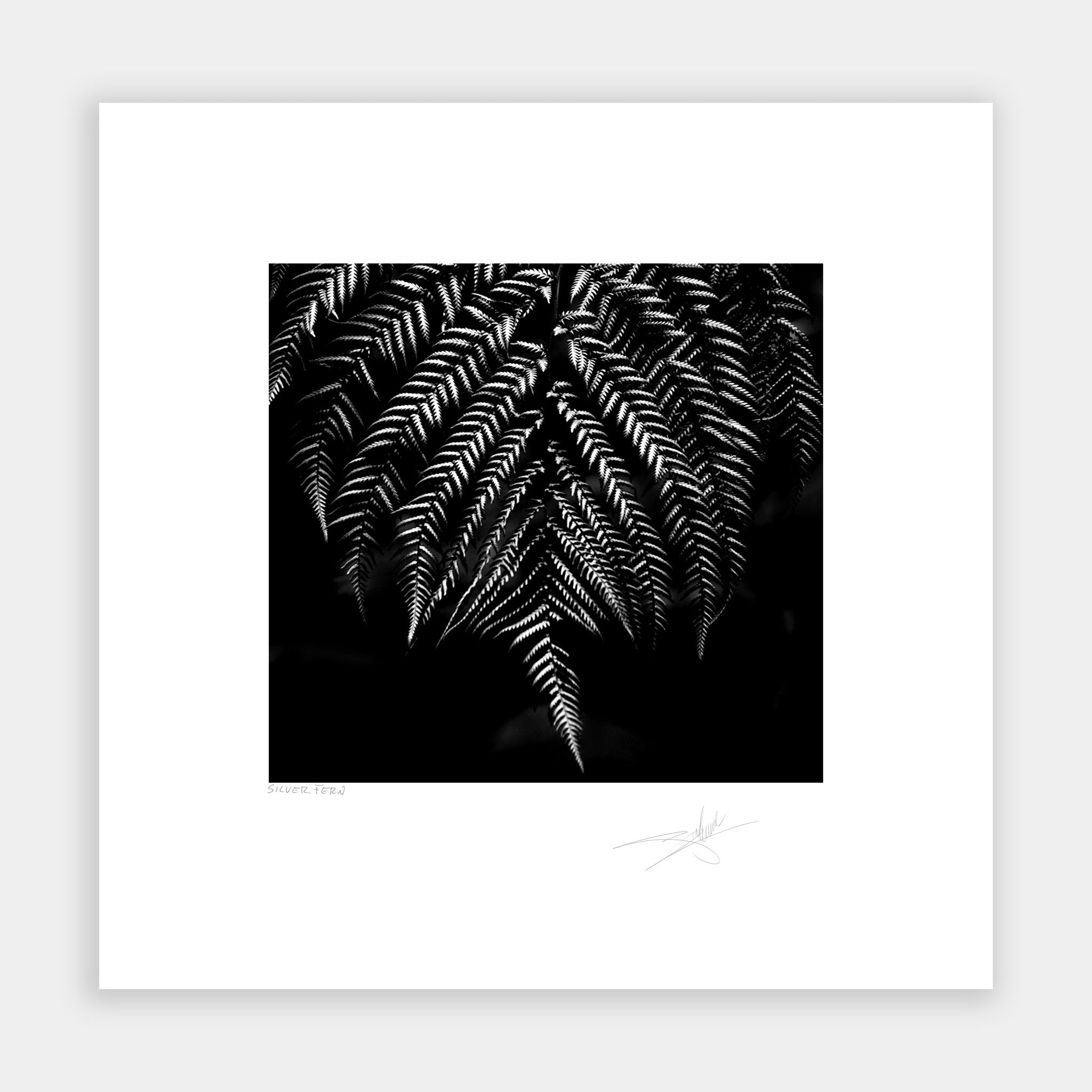 Silver Fern