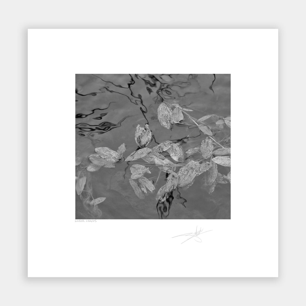 Water Leaves
