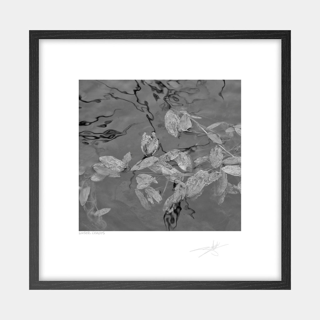 Water Leaves
