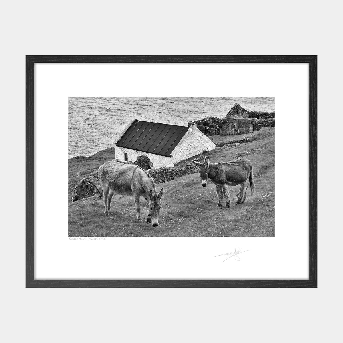 Blasket Island Donkeys