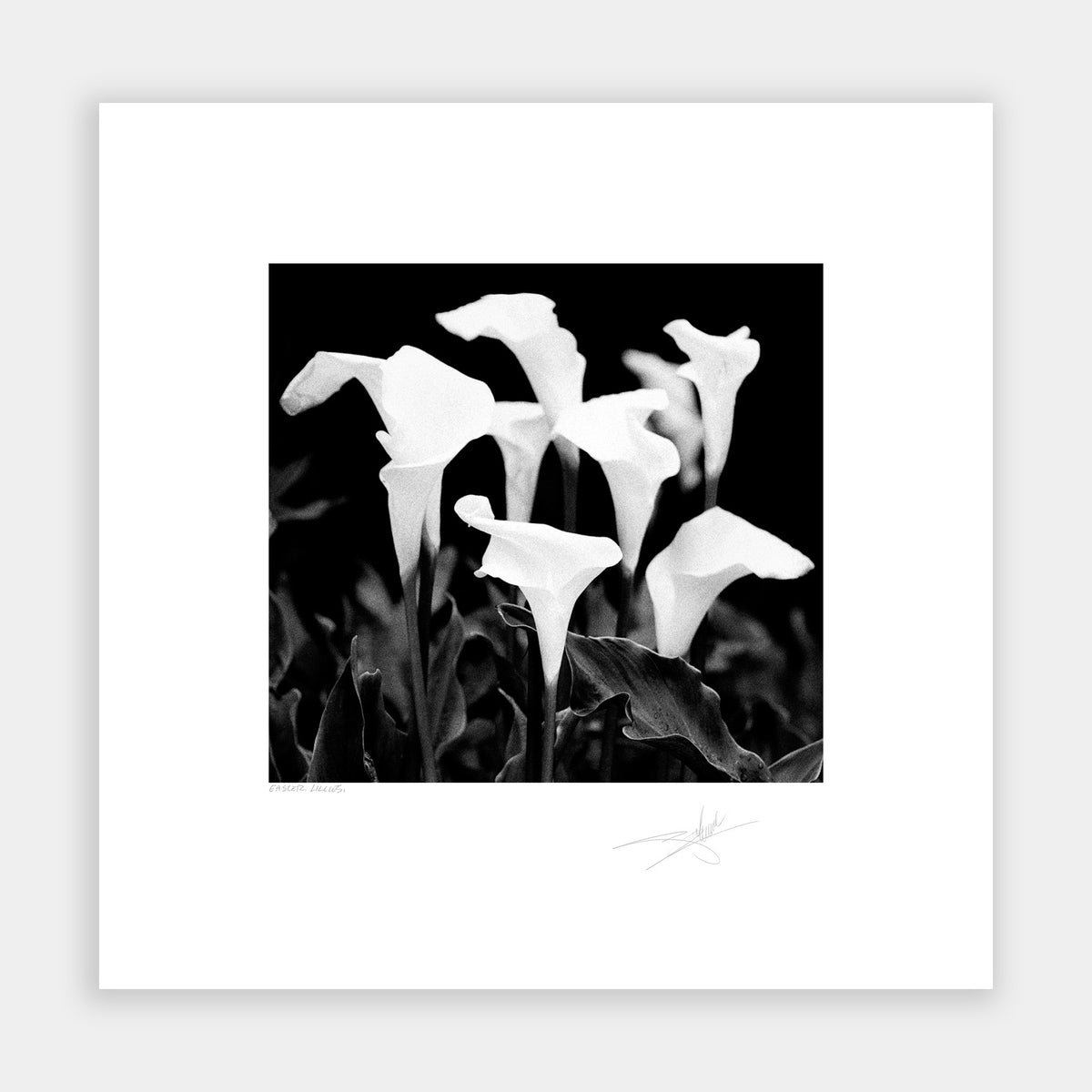Easter Lillies