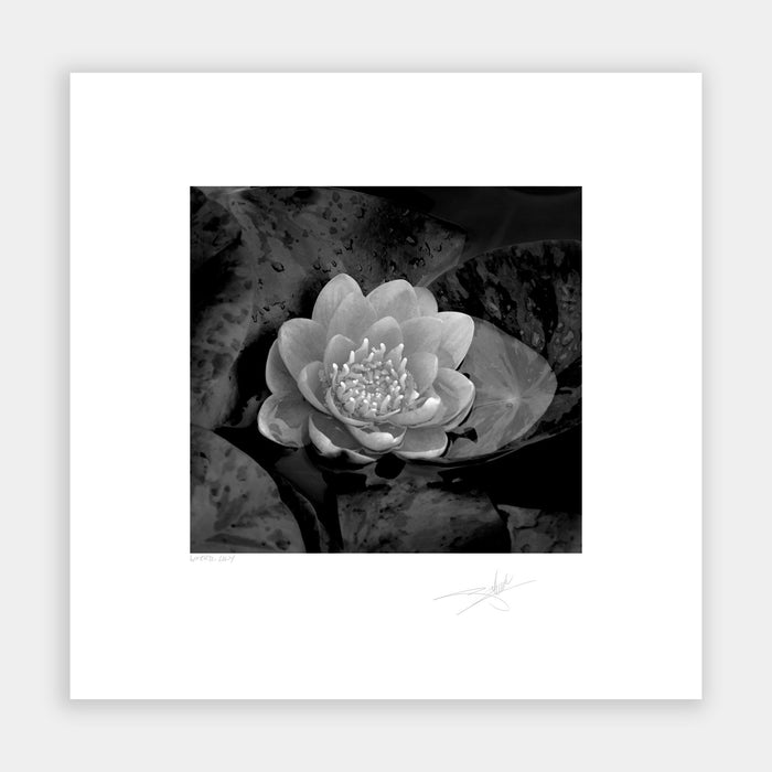 Water Lily