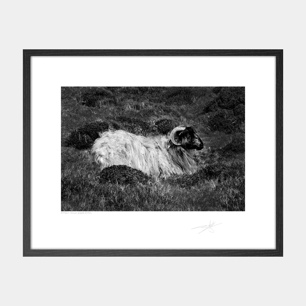 Blasket Island Sheep