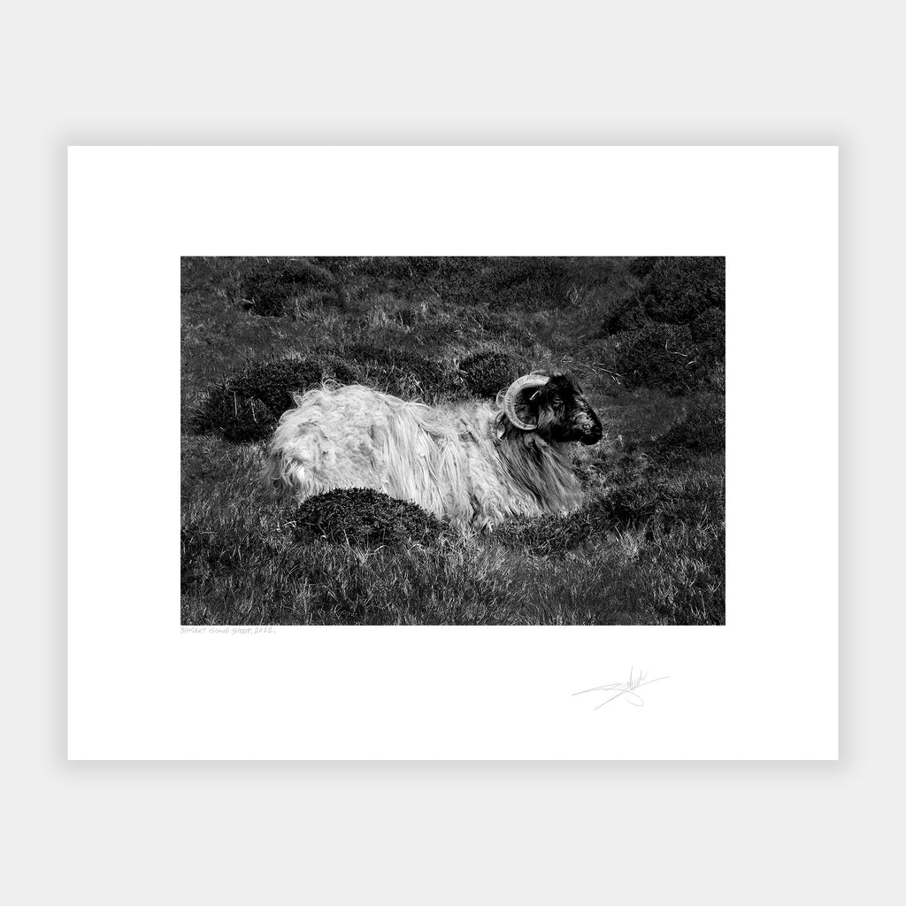 Blasket Island Sheep