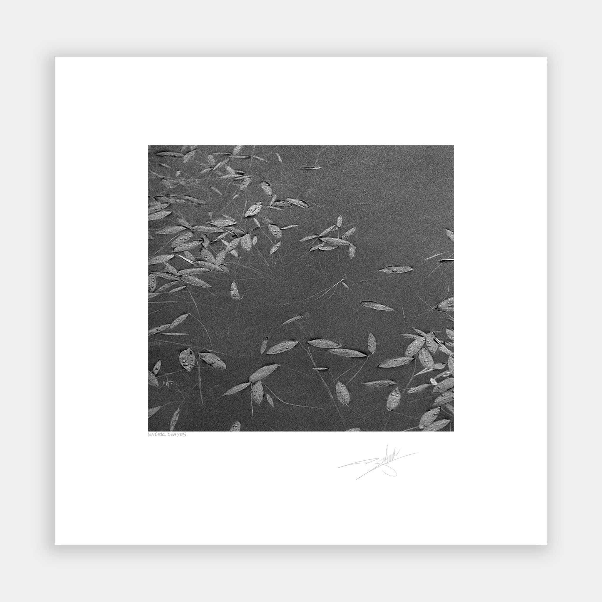 Waterleaves