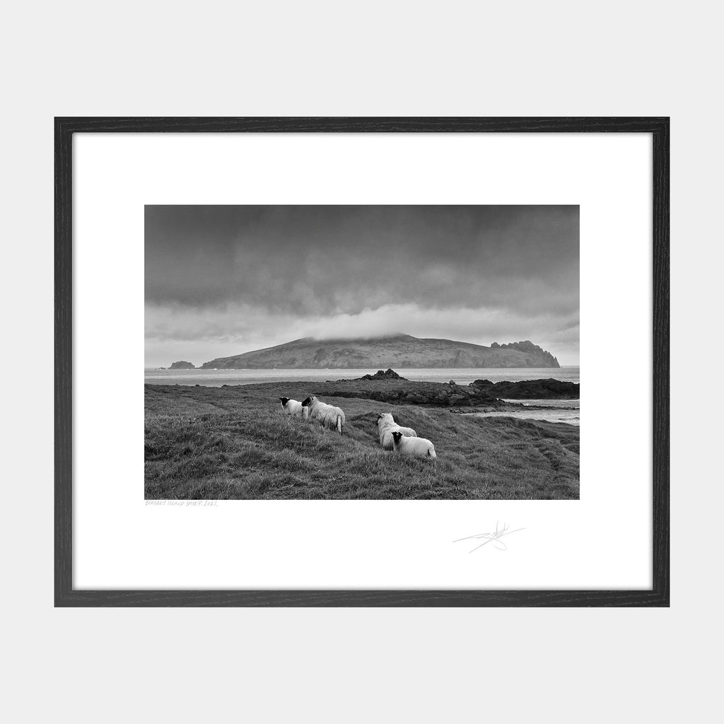 Blasket Island Sheep Kerry Ireland 2021