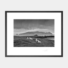 Load image into Gallery viewer, Blasket Island Sheep Kerry Ireland 2021